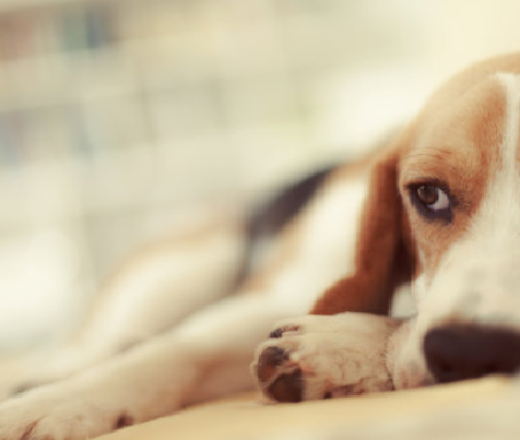 Mengiktiraf dan Menguruskan Parvovirus Canine di Anjing Kecil