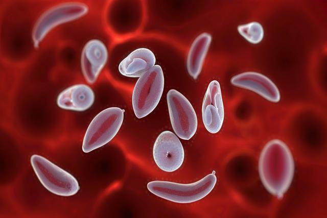 Memahami jangkitan toxoplasma gondii dalam kucing dan anjing: gejala, diagnosis, dan rawatan