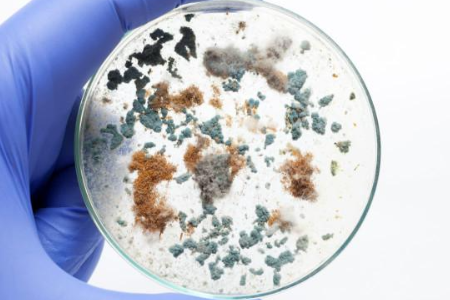 Memastikan penanaman mikrob yang boleh dipercayai dengan sup soya trypticase oleh Baibo Biotechnology: Pilihan Pilihan untuk Makmal Global