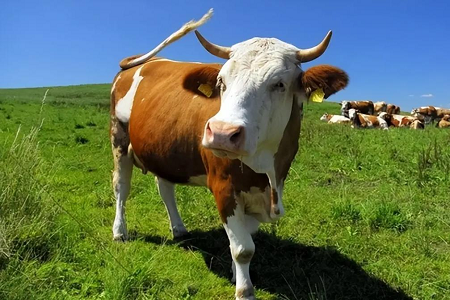 Revolusi Pengesanan Kehamilan Bovine: Kit Ujian Rapid Babio