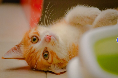 Babio Feline/Antigen Heartworm Antigen (FCHW AG) Kit: Diagnostik Kesihatan PET yang tepat, cepat, dan boleh dipercayai