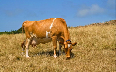 Revolusi Pengesanan Kehamilan Bovine Dengan Kit Ujian Rapid Babio