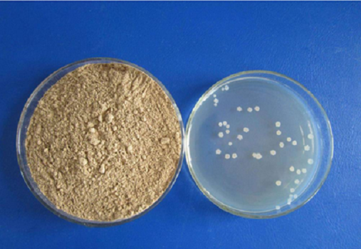 LB Medium (Lennox) Granule oleh Babio: Media Budaya Berkualiti Tinggi Untuk Penyelidikan E. Coli