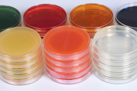 Sapouraud Dextrose Agar (SDA) berkualiti tinggi oleh Babio