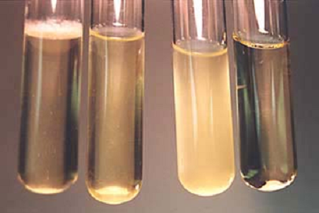 Babio melancarkan sup infusi jantung otak berprestasi tinggi untuk makmal mikrobiologi global