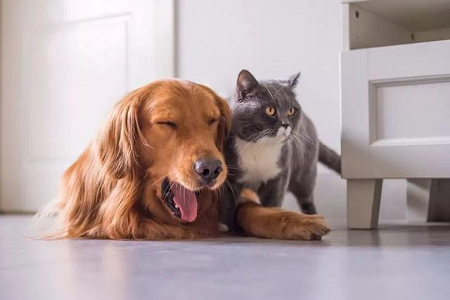 Babio Melancarkan Kit Ujian Toxo AB untuk Pengesanan Antibodi Toxoplasma Rapid di Haiwan Peliharaan