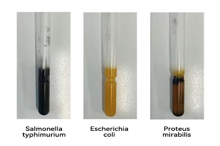 Babio melancarkan medium pengangkutan berprestasi tinggi (jenis SS) untuk pemindahan sampel mikroba global yang boleh dipercayai