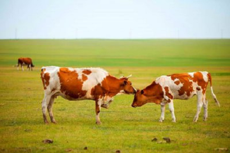 Babio memperkenalkan sensitiviti sensitiviti kit ujian cepat kehamilan untuk pertanian lembu moden
