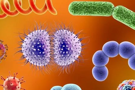 BABIO Melancarkan Medium Pengayaan Salmonella Shigella untuk Pengangkutan Patogen Enterik yang Boleh Dipercayai