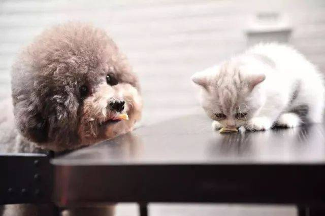 Kit Ujian Ag FPV Pantas untuk Pengesanan Virus Wasak Kucing